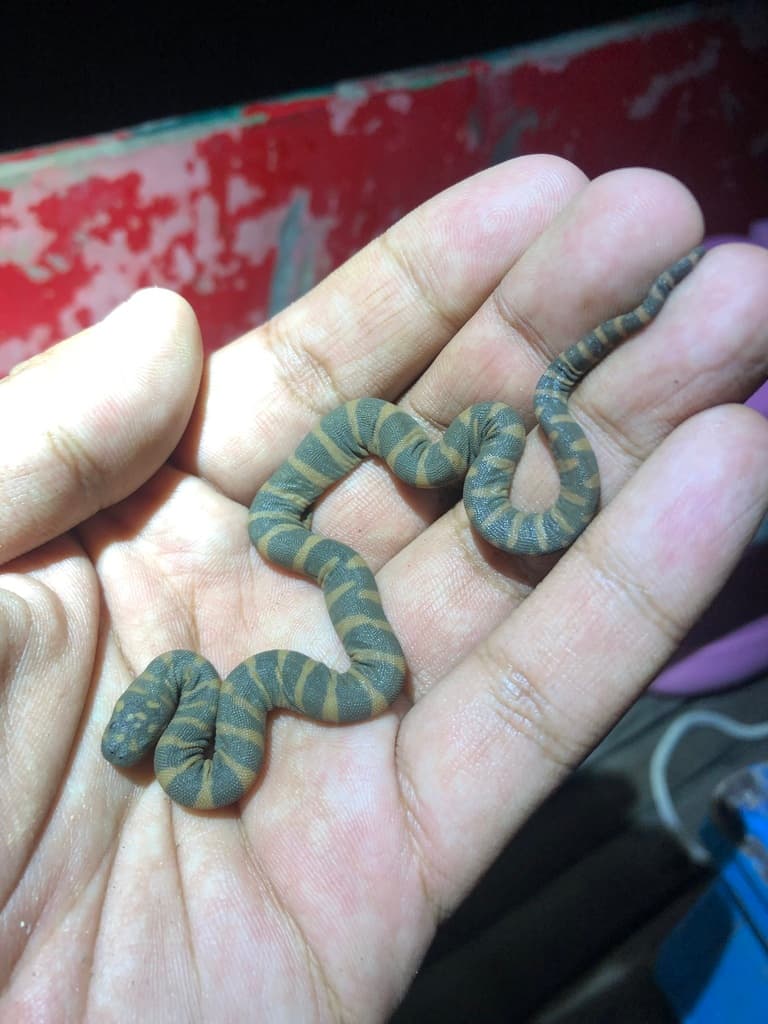 Wart snake photo 3