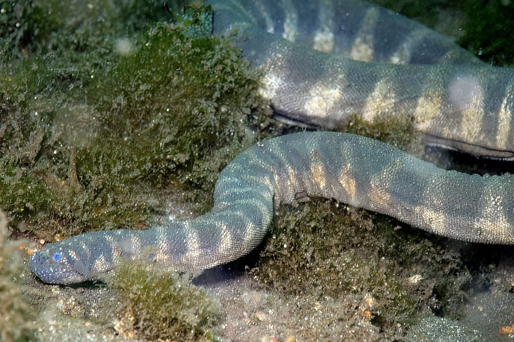 Wart snake photo 4