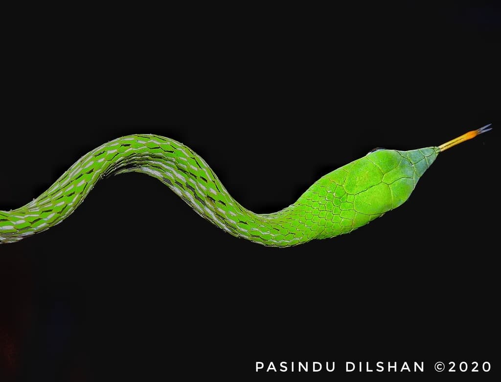Green vine snake photo 2