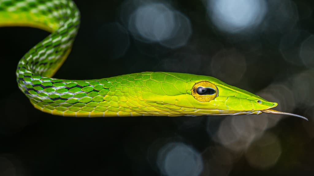 Green vine snake photo 3
