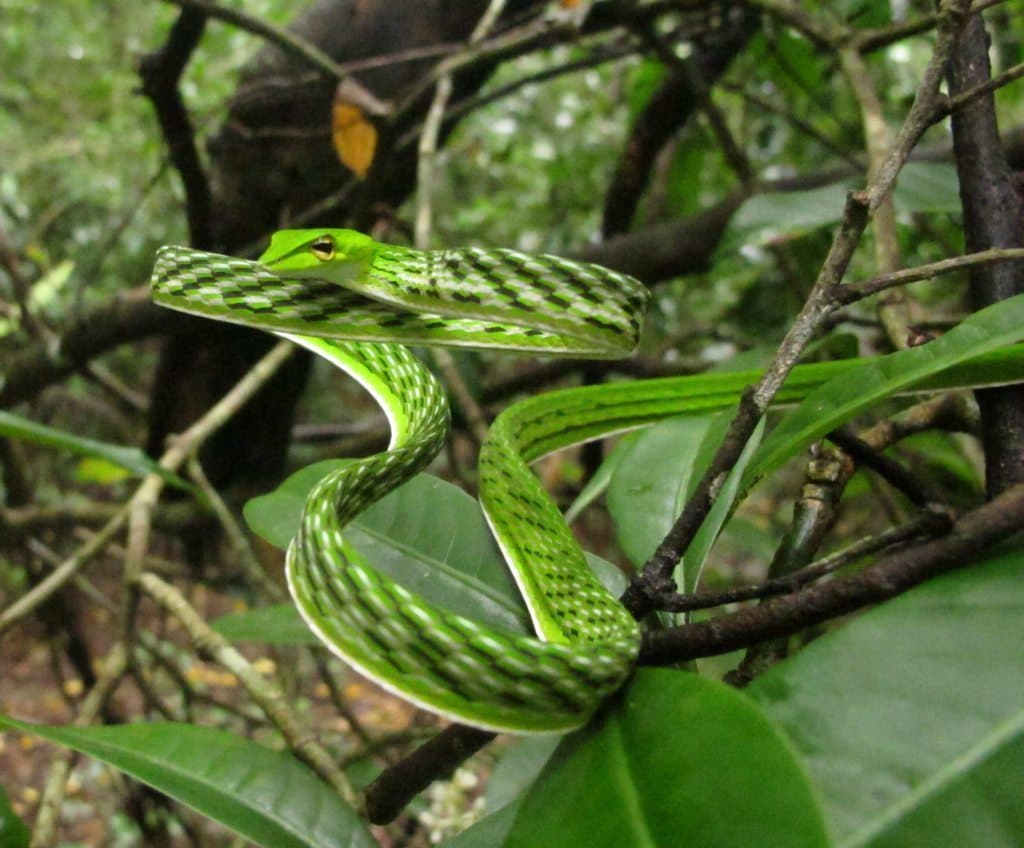 Green vine snake photo 4