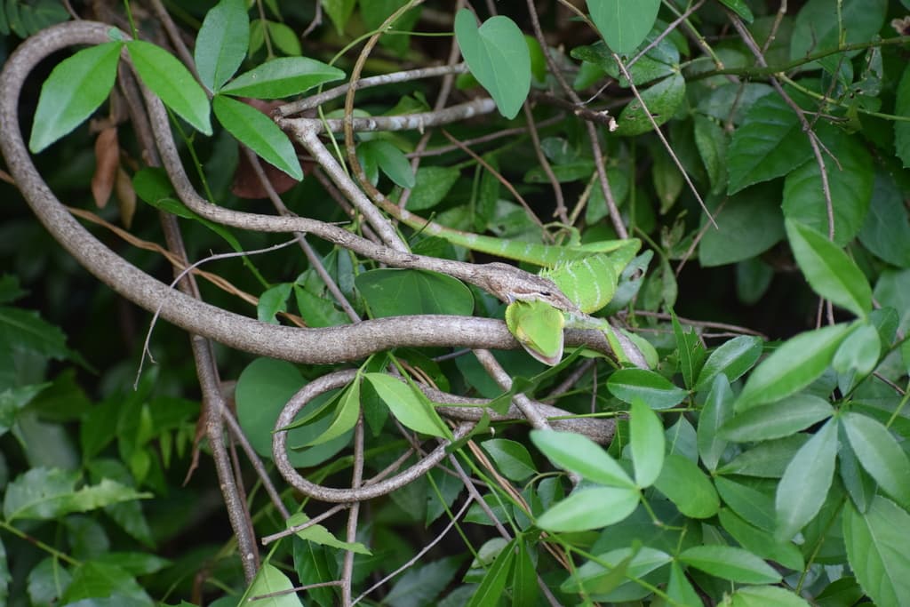 Brown vine snake