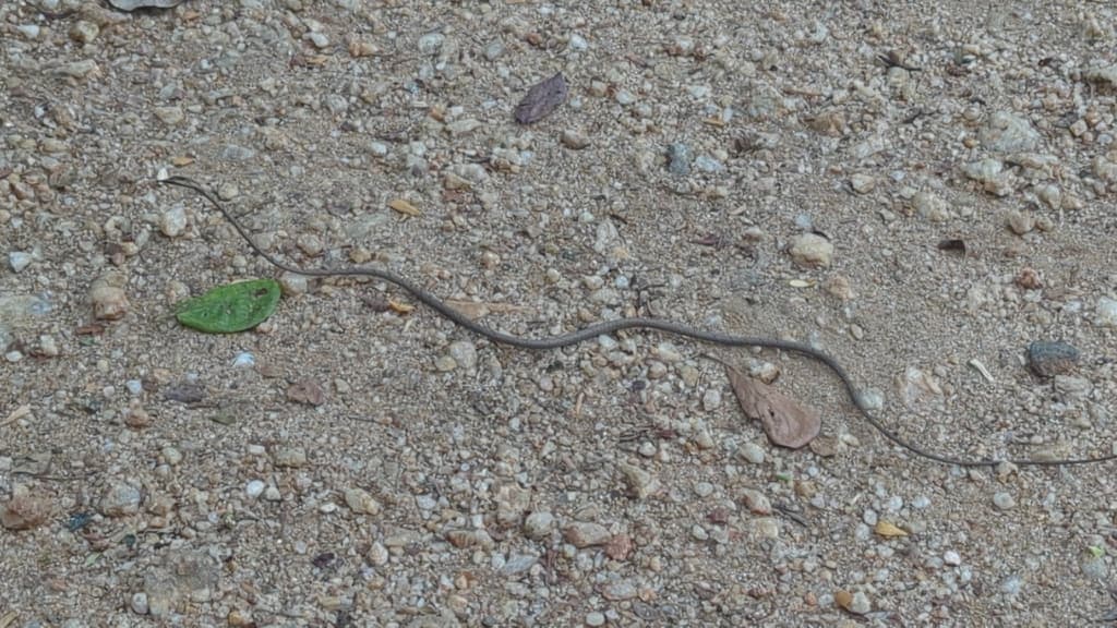 Brown vine snake photo 2
