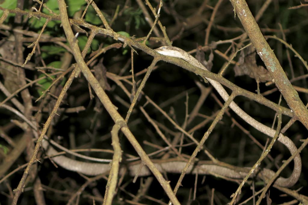 Brown vine snake photo 3