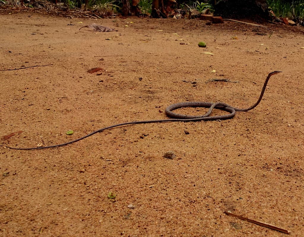Brown vine snake photo 4