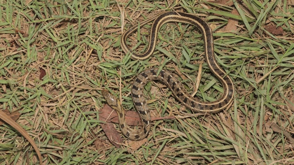 Buff-striped keelback