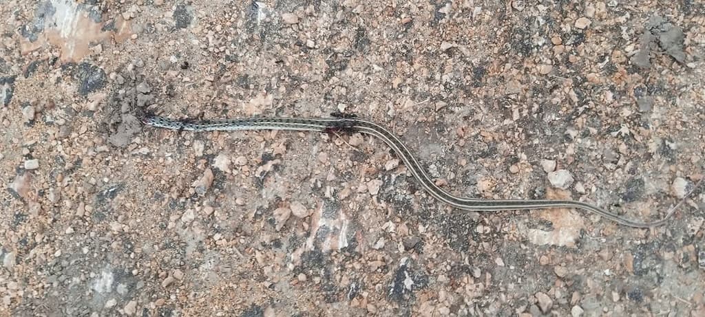 Buff-striped keelback photo 2