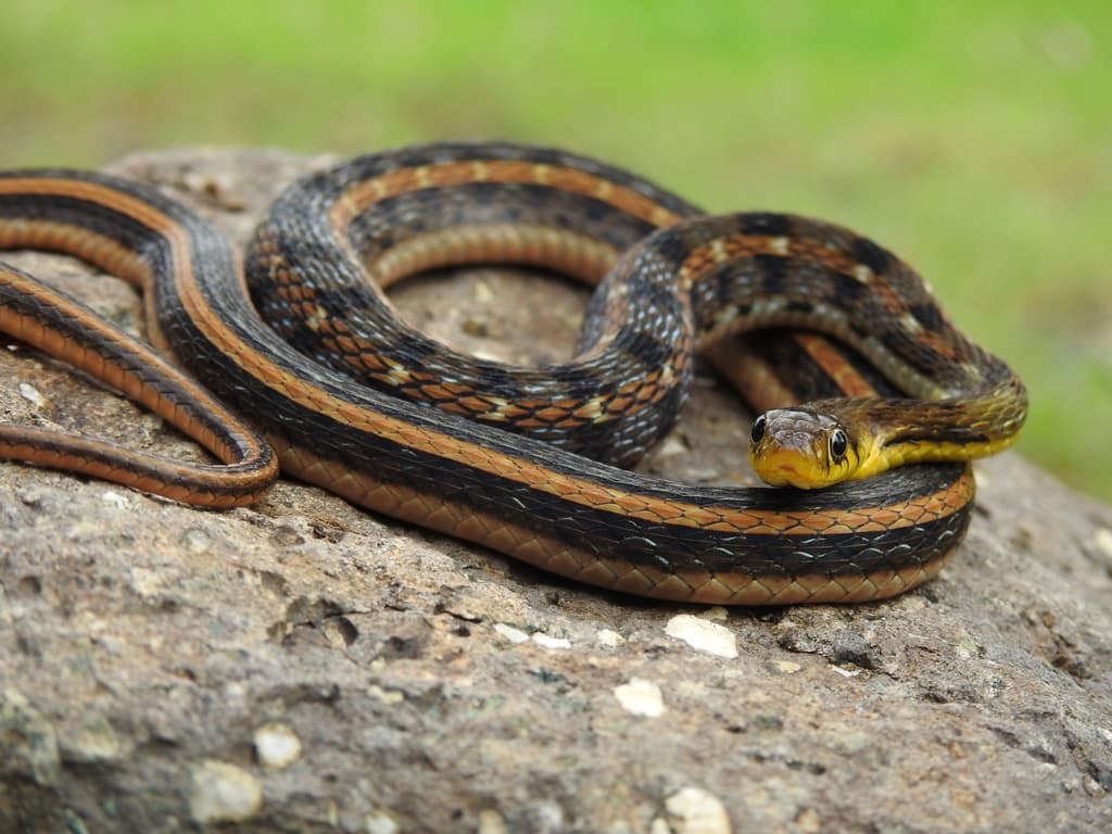 Buff-striped keelback photo 3