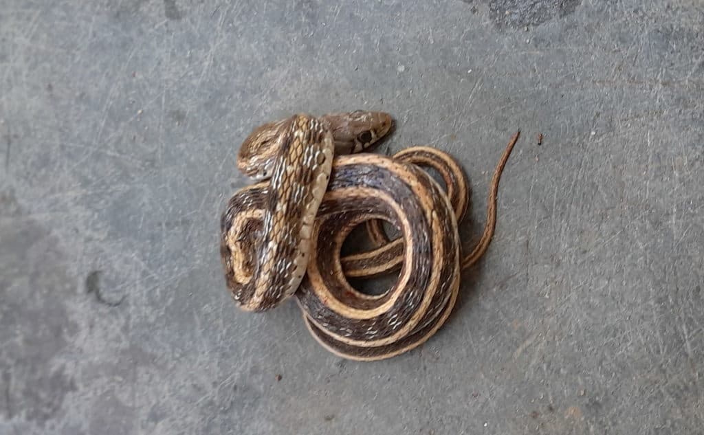 Buff-striped keelback photo 4
