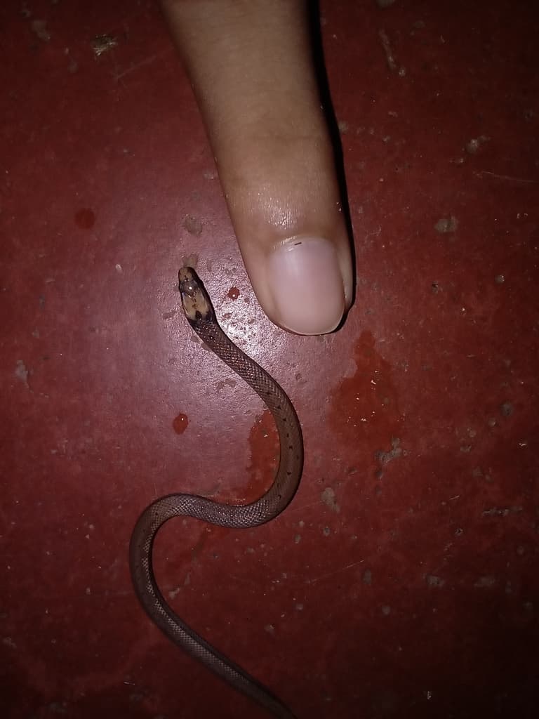 Boie's rough-sided snake photo 2