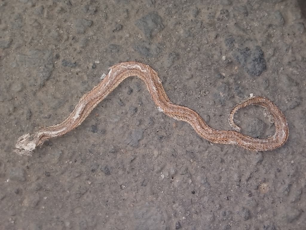 Boie's rough-sided snake photo 3