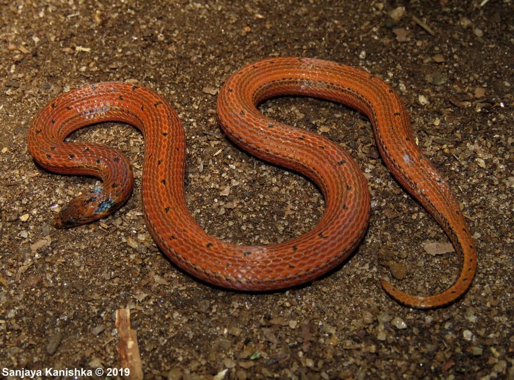 Boie's rough-sided snake photo 4