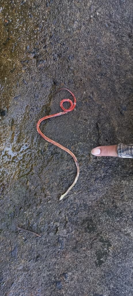Black-spined snake photo 2