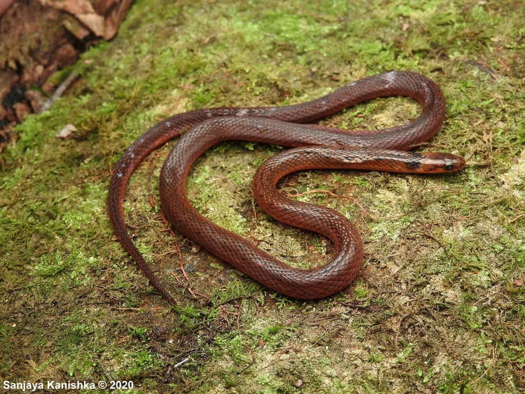 Black-spined snake photo 3