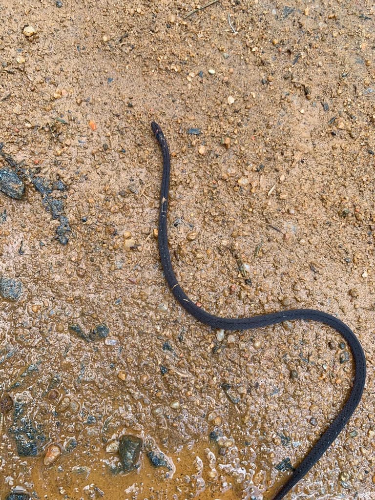 Black-spined snake photo 4