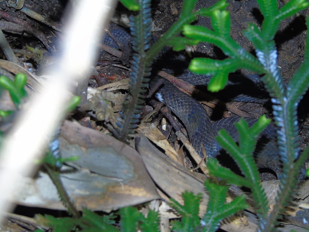 Cope's rough-sided snake photo 2