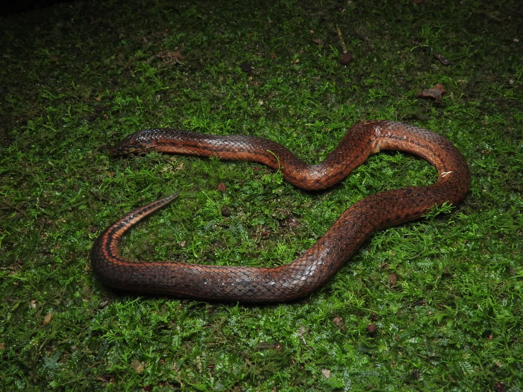 De Silva's rough-sided snake