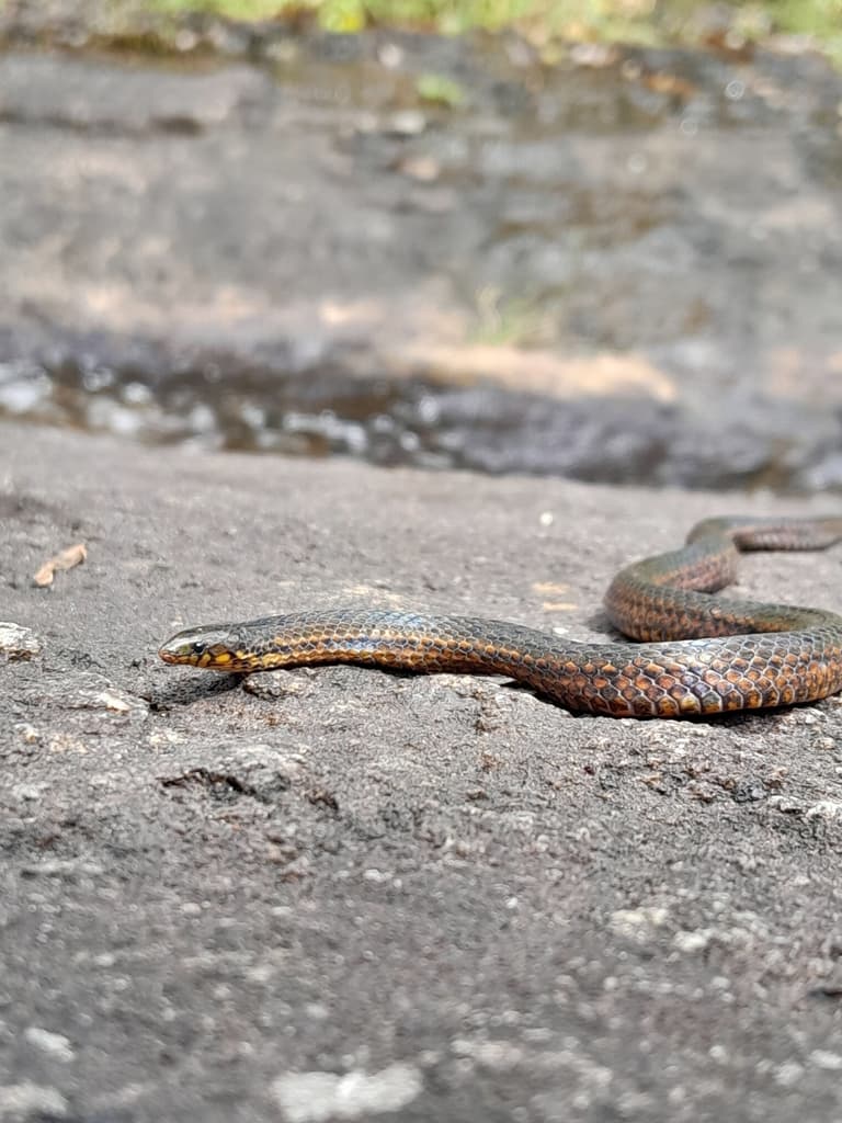 De Silva's rough-sided snake photo 2