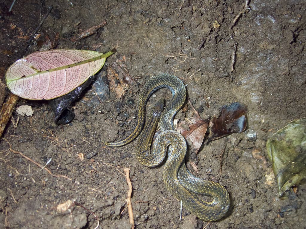 De Silva's rough-sided snake photo 3
