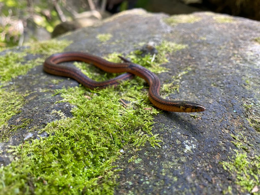 De Silva's rough-sided snake photo 4