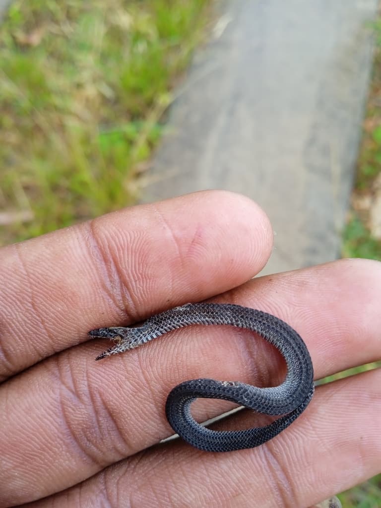 Drummond-Hay's rough-sided snake photo 2