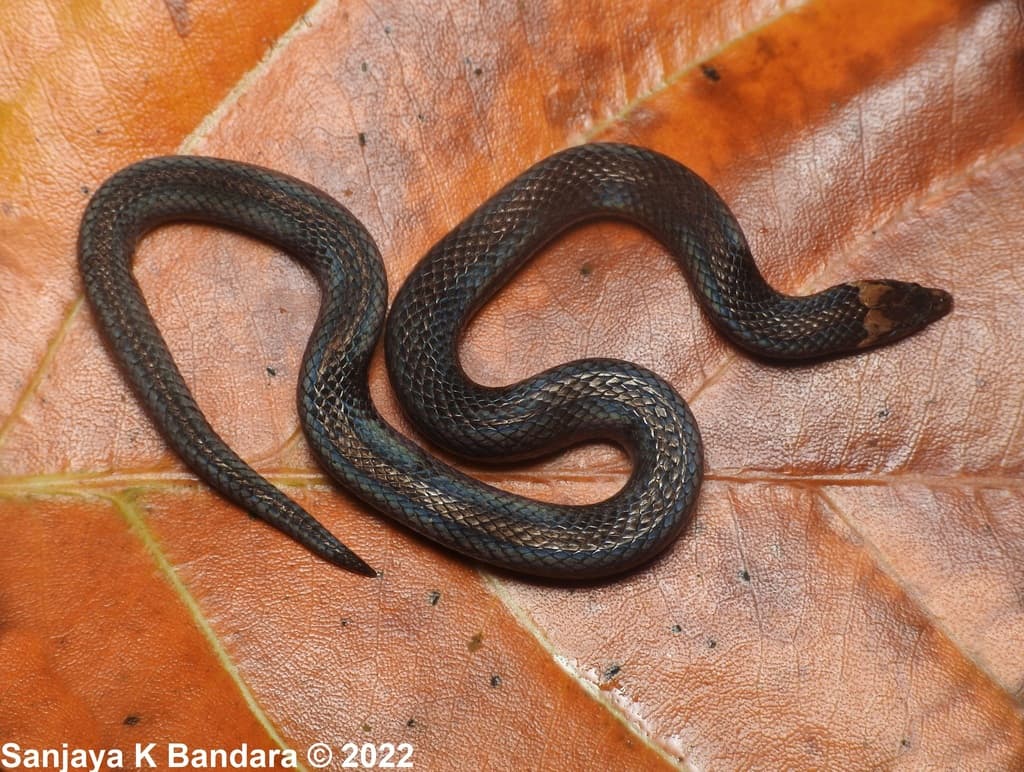 Gunther's rough-sided snake