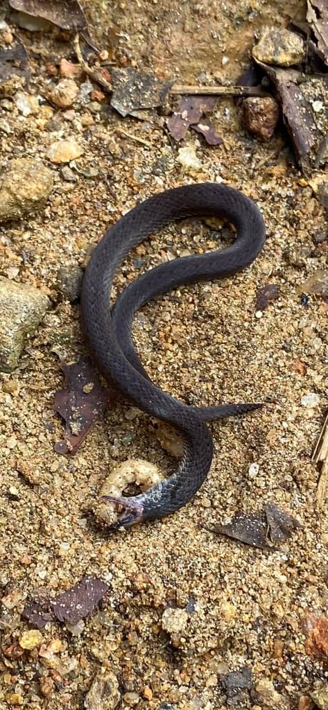 Gunther's rough-sided snake photo 2