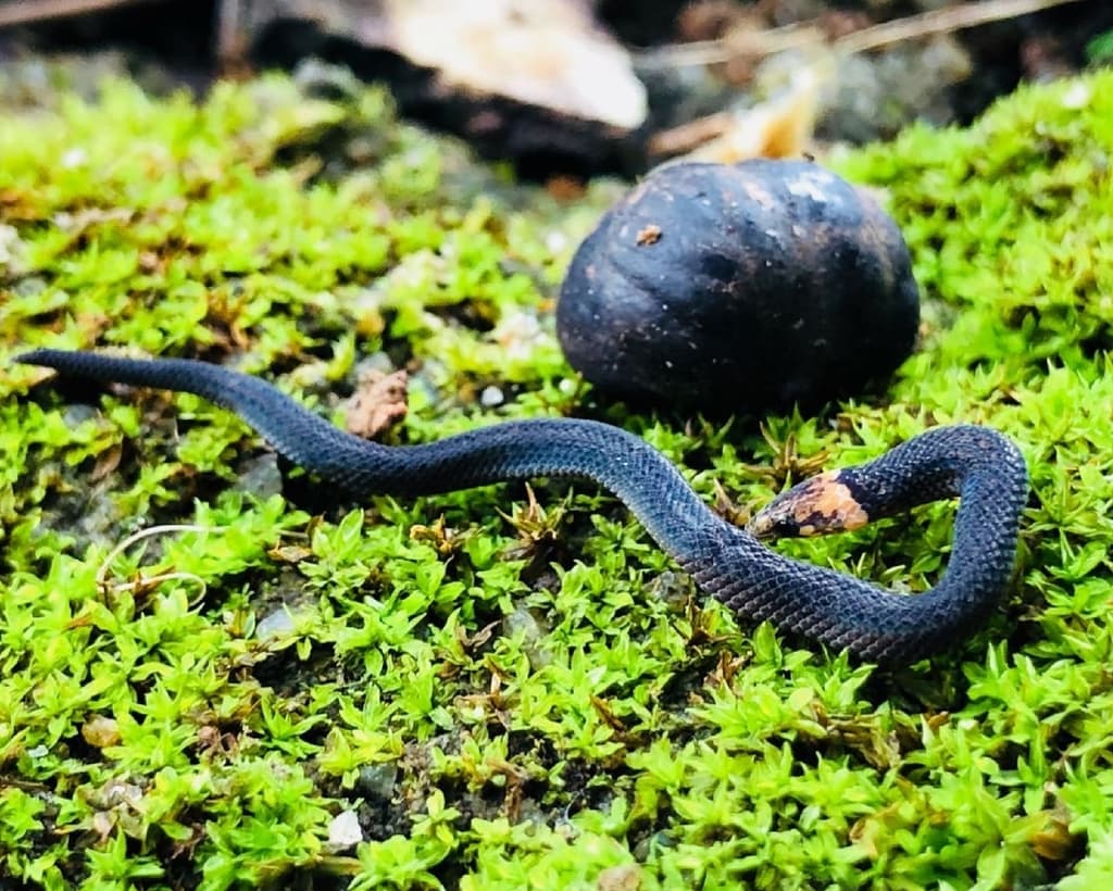 Gunther's rough-sided snake photo 3