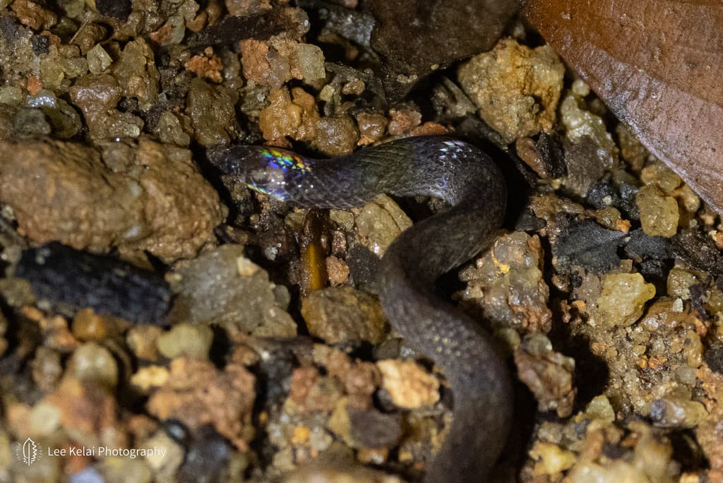 Gunther's rough-sided snake photo 4