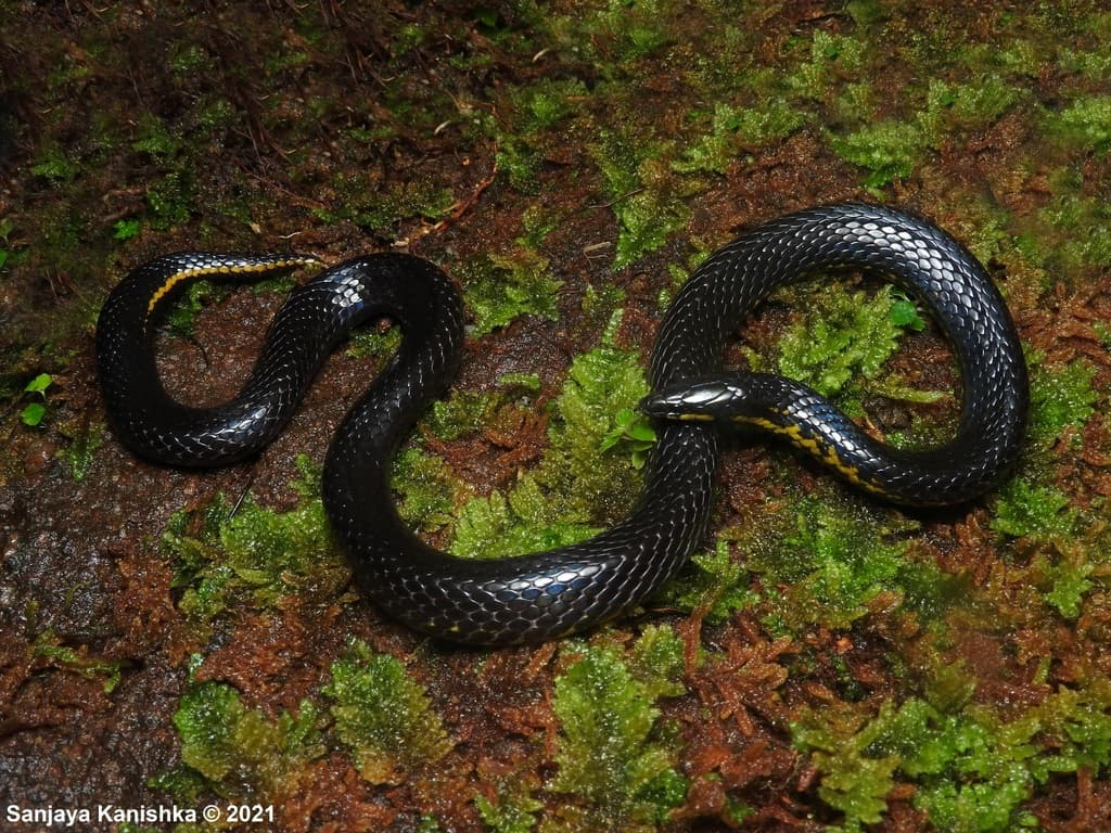 Ravana's rough-sided snake