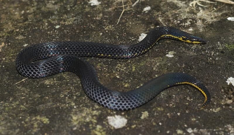 Ravana's rough-sided snake photo 2