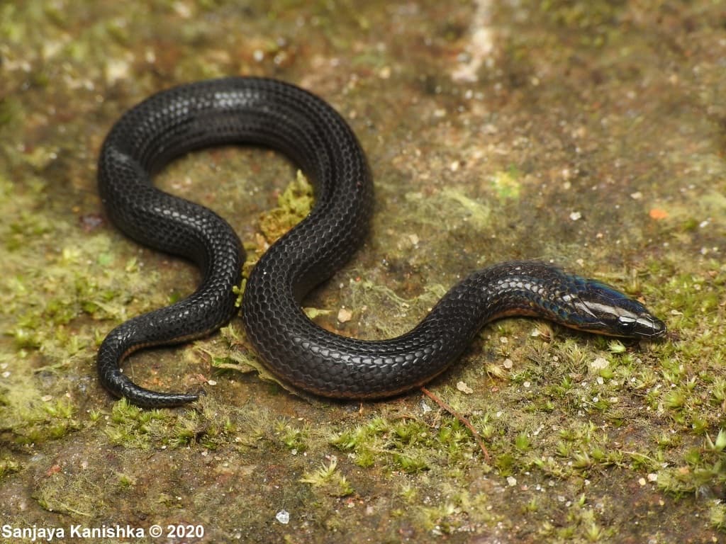 Ravana's rough-sided snake photo 3