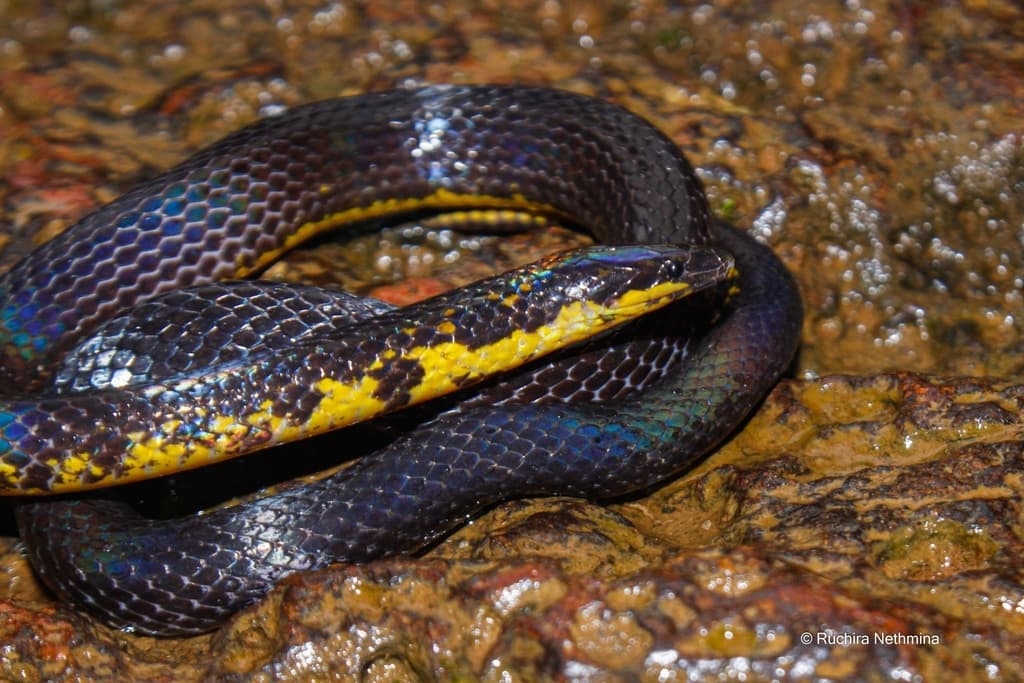 Ravana's rough-sided snake photo 4