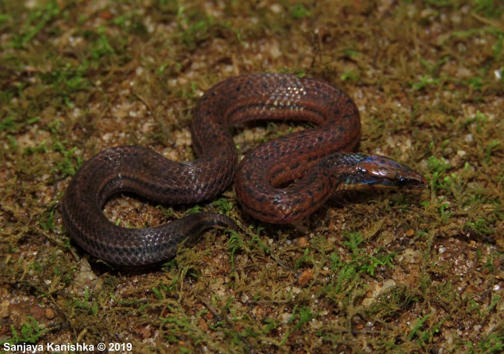 Common rough-sided snake photo 2