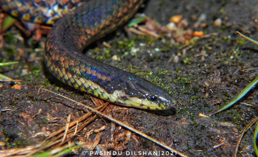Common rough-sided snake photo 3