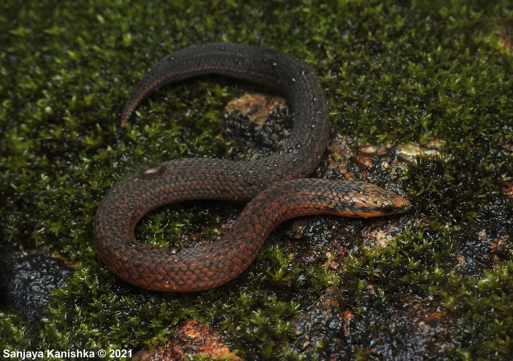 Common rough-sided snake photo 4