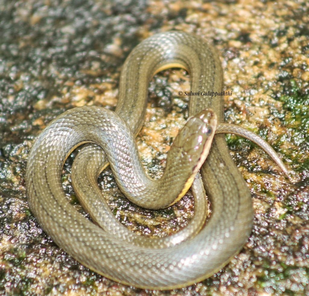 Olive keelback photo 2