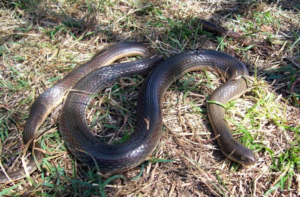 Olive keelback photo 3