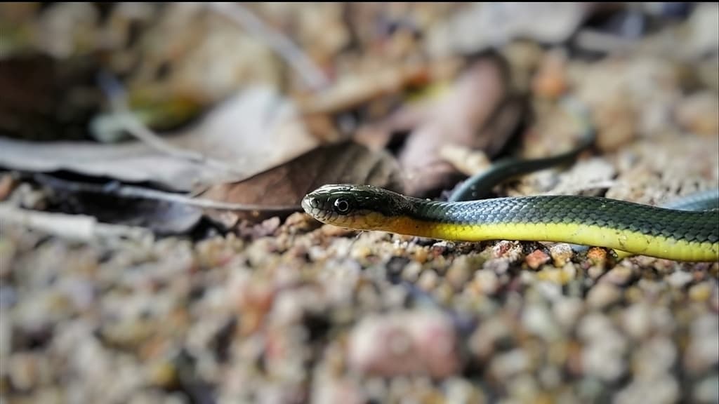 Olive keelback photo 4