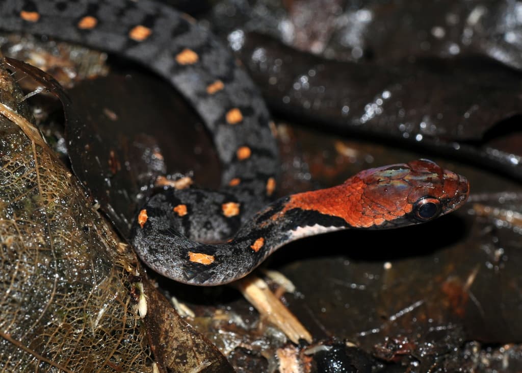 Sri Lankan keelback