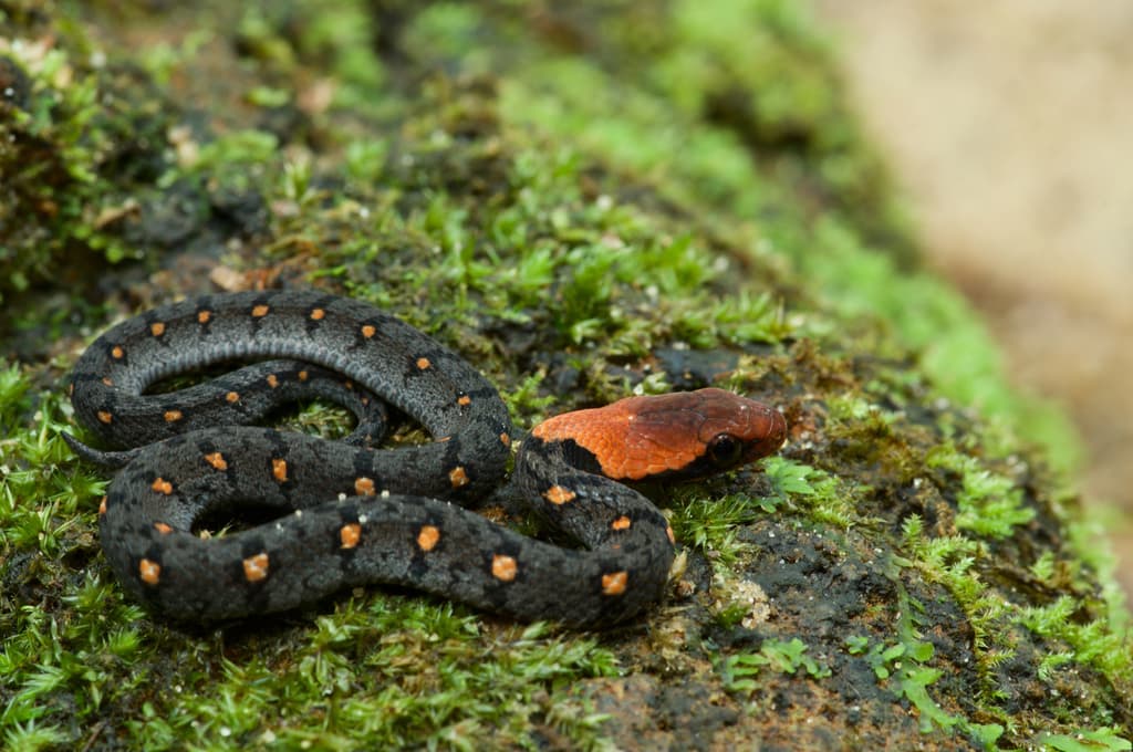 Sri Lankan keelback photo 2