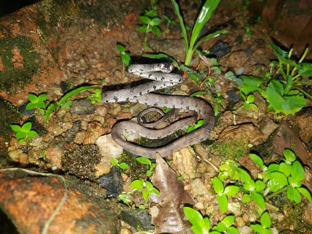 Barnes' cat snake photo 2