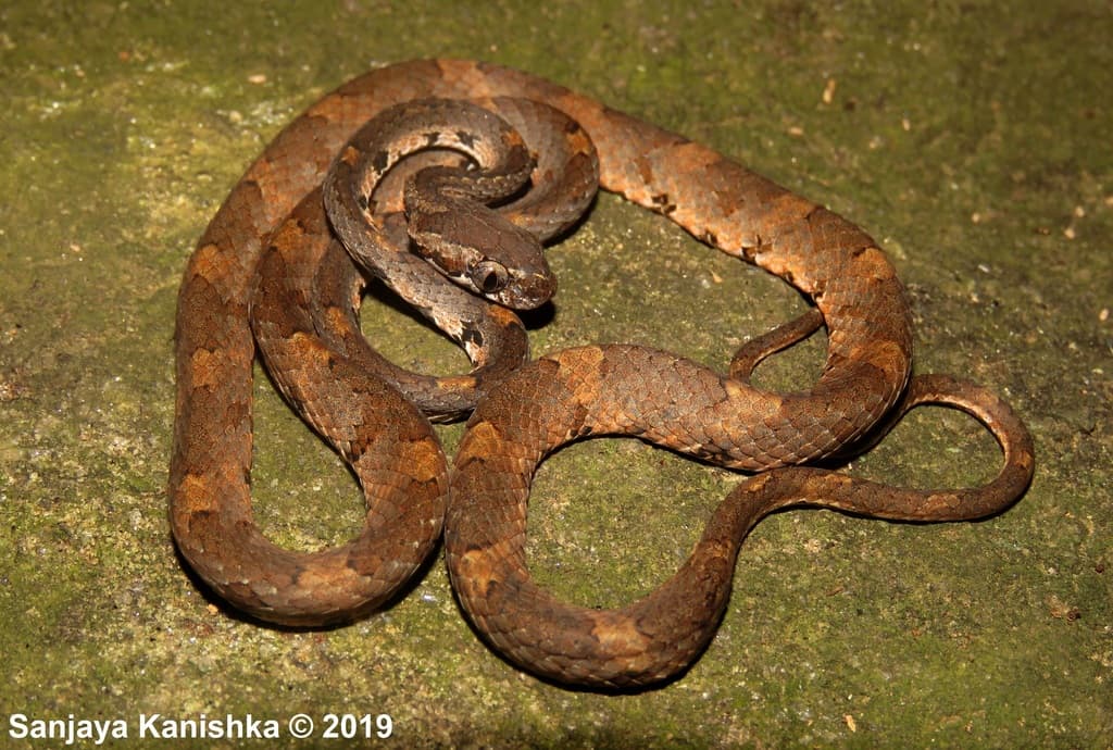Barnes' cat snake photo 4
