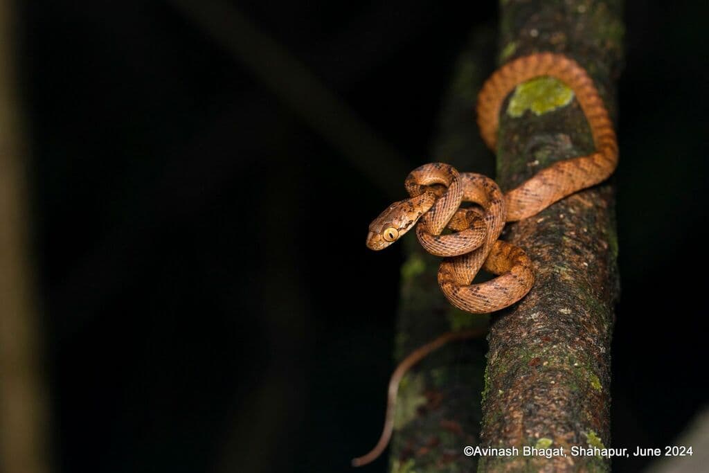 Beddome's cat snake photo 2