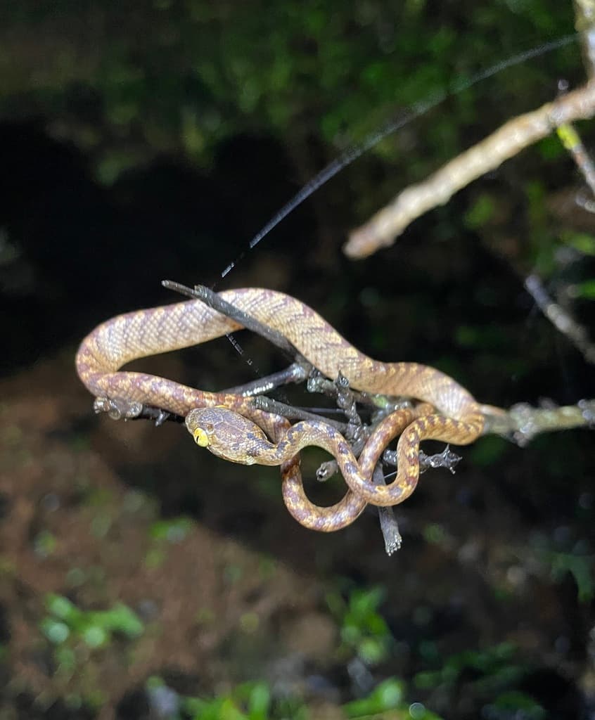 Beddome's cat snake photo 3