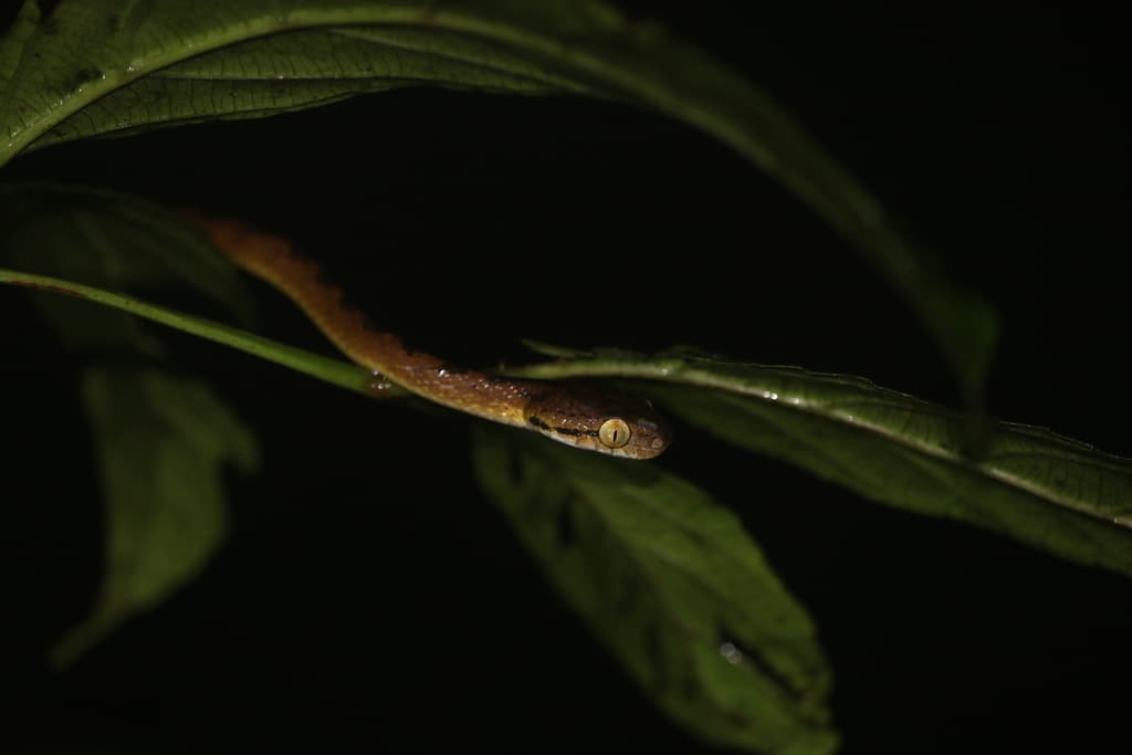 Beddome's cat snake photo 4
