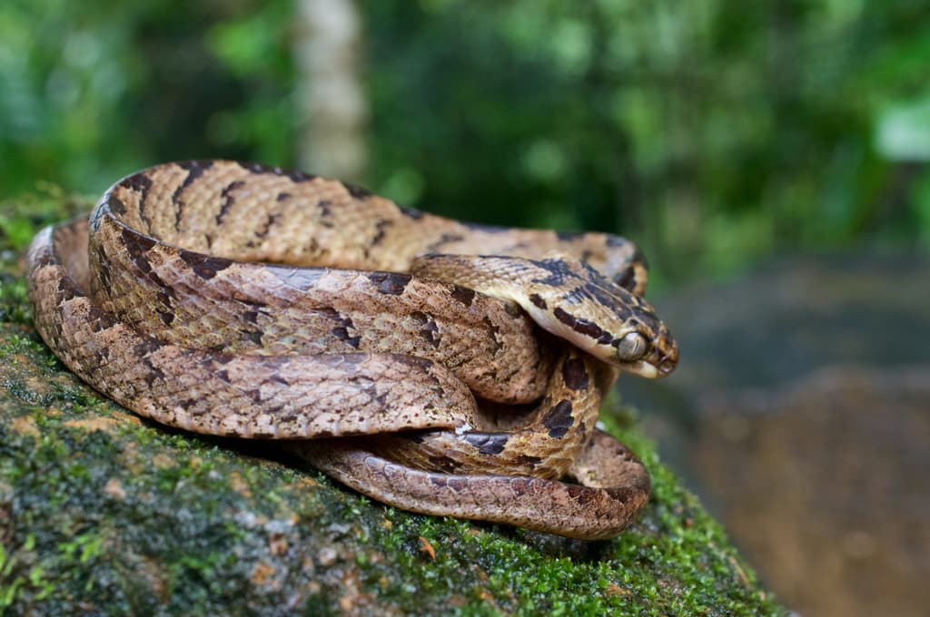 Sri Lanka cat snake photo 2