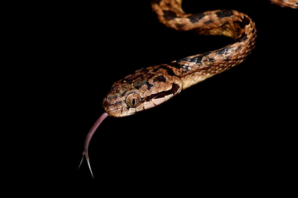 Sri Lanka cat snake photo 3