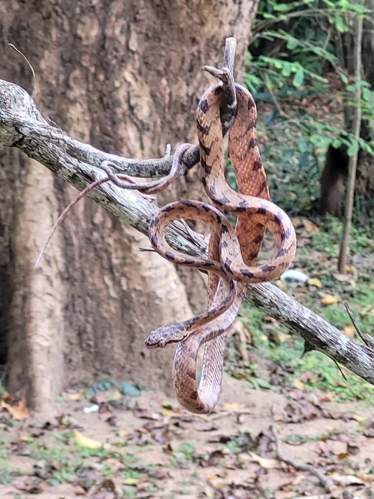 Sri Lanka cat snake photo 4