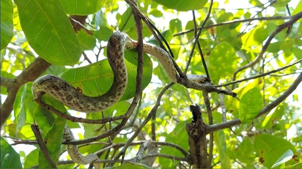 Forsten's cat snake photo 2